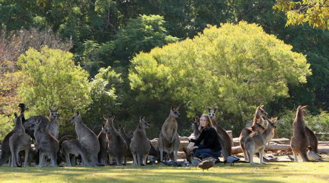 Lone Pine Koala Sanctuary - Accommodation Directory 1