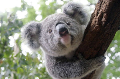 Lone Pine Koala Sanctuary - Accommodation Directory 3