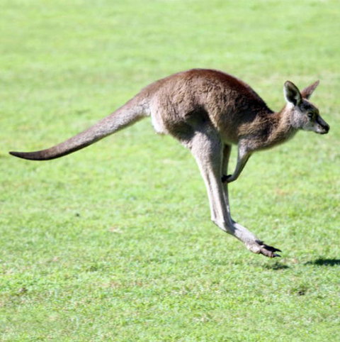 Lone Pine Koala Sanctuary - Accommodation Directory 4