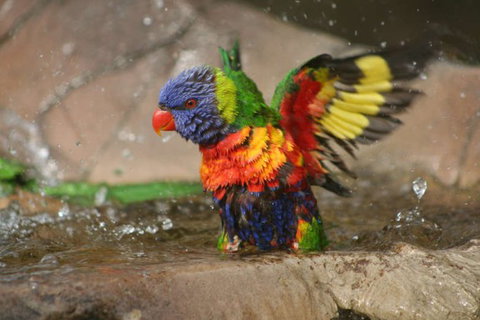 Lone Pine Koala Sanctuary - Accommodation Directory 5