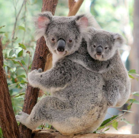Lone Pine Koala Sanctuary - Accommodation Directory 6