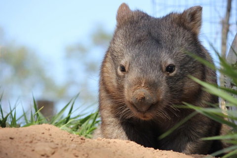 Lone Pine Koala Sanctuary - Accommodation Directory 7