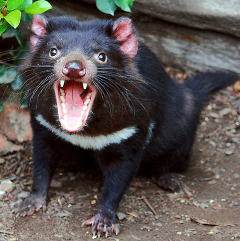 Lone Pine Koala Sanctuary - Accommodation Directory 8