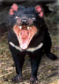 Zoo Doo Wildlife Park - Accommodation Directory 4
