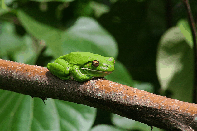 Bruce Belchers Daintree River Cruise - Accommodation Directory 1