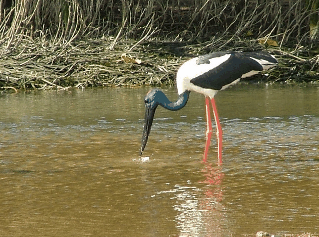 Bruce Belchers Daintree River Cruise - Accommodation Directory 2