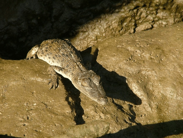 Bruce Belchers Daintree River Cruise - Accommodation Directory 3