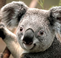 Potoroo Palace - Accommodation Directory