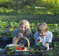 Blue Hills Berries  Cherries - Accommodation Directory