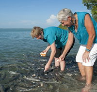 Aquascene Fish Feeding Sanctuary - Accommodation Directory