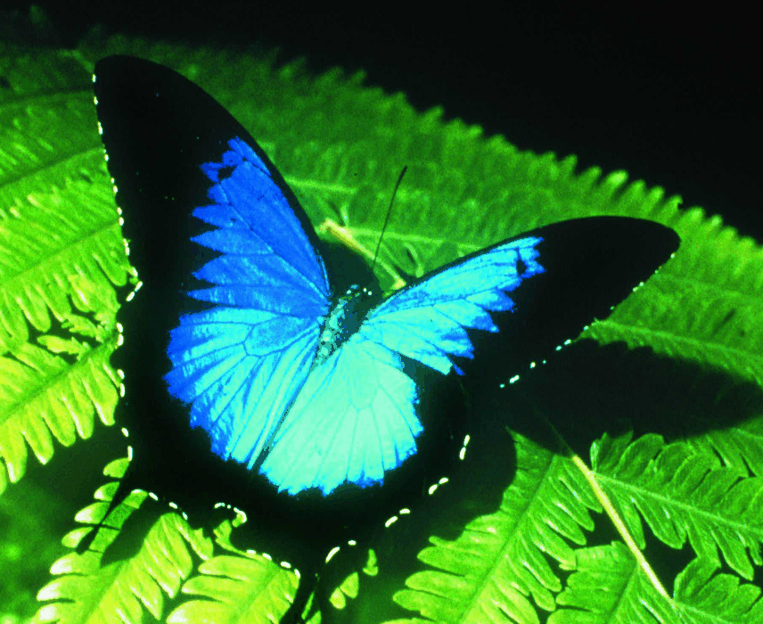 Australian Butterfly Sanctuary - Accommodation Directory
