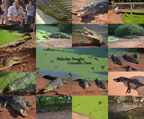 The Malcolm Douglas Crocodile Park - Accommodation Directory 0