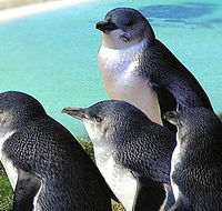 Rockingham Wild Encounters - Accommodation Directory