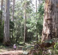 Warren River Loop Walk - Accommodation Directory