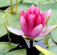 The Lotus Day Spa and Retreat - Accommodation Directory