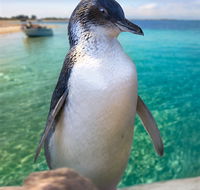 Penguin Island - Accommodation Directory