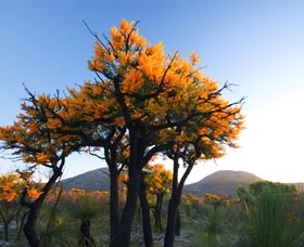 Cape Le Grand National Park - Accommodation Directory 0