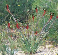 Kalbarri Wildflower Centre - Accommodation Directory