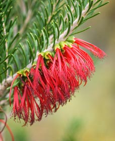 Ethel Daw Scenic Drive - Accommodation Directory 0