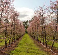 Raeburn Orchards - Accommodation Directory