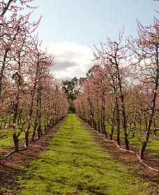 Raeburn Orchards - Accommodation Directory 0