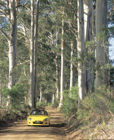 Mount Shadforth Scenic Drive - Accommodation Directory 0