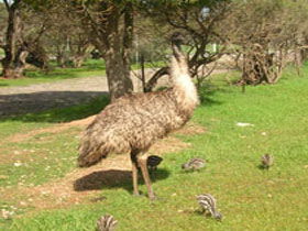 Minlaton SA Accommodation Directory