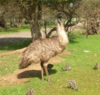Minlaton Fauna Park - Accommodation Directory