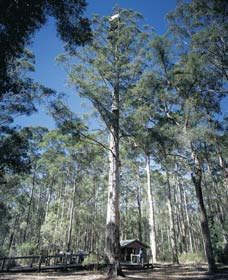 Manjimup WA Accommodation Directory