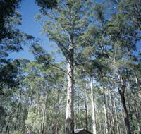 Diamond Tree Lookout Manjimup - Accommodation Directory
