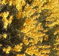 Dalwallinu Remnant Bushland - Accommodation Directory