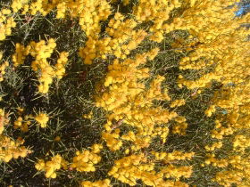 Dalwallinu Remnant Bushland - Accommodation Directory 0