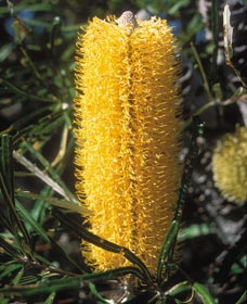 Moore River National Park - Accommodation Directory 0