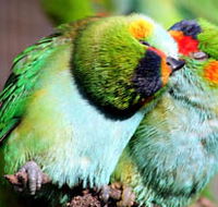 Rainbow Jungle - The Australian Parrot Breeding Centre - Accommodation Directory