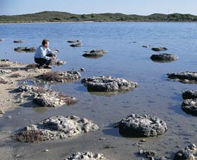 Lake Thetis Stromatolites - Accommodation Directory 0
