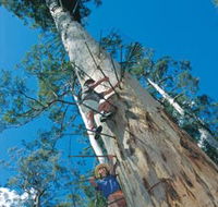 Dave Evans Bicentennial Tree - Accommodation Directory