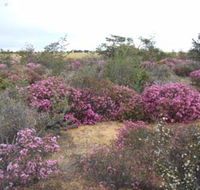 Reynoldson's Flora Reserve - Accommodation Directory