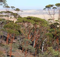 Mount Matilda Walk Trail Wongan Hills - Accommodation Directory