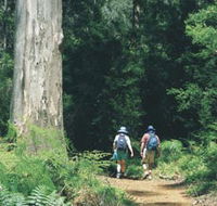 Gloucester Tree - Accommodation Directory