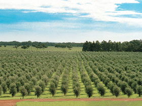 Fini Olives - Accommodation Directory 0