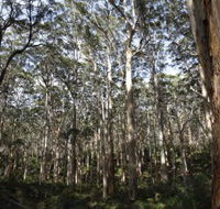 Boranup Karri Forest - Accommodation Directory