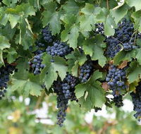 Capel Vale Wines - Accommodation Directory