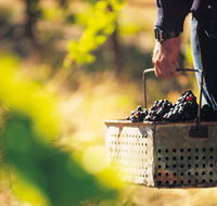 Burge Family Winemakers - Accommodation Directory