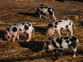 Will's Rare Breeds Farm - Accommodation Directory 0