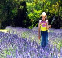Brayfield Park Lavender Farm - Accommodation Directory
