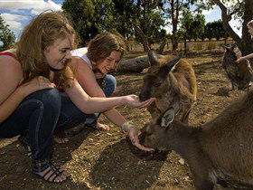 Kangaroo Island Wildlife Park - Accommodation Directory 0