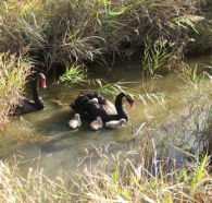 Tamar Island Wetlands Reserve and Interpretation Centre - Accommodation Directory
