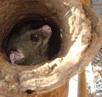 Mulga Sanctuary and Wildlife Park - Accommodation Directory