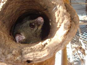 Mulga Sanctuary And Wildlife Park - Accommodation Directory 0