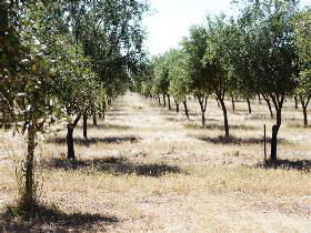 Talinga Grove Olive Oils - Accommodation Directory 0